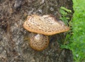 Fonds d'cran Nature champignon d'arbre