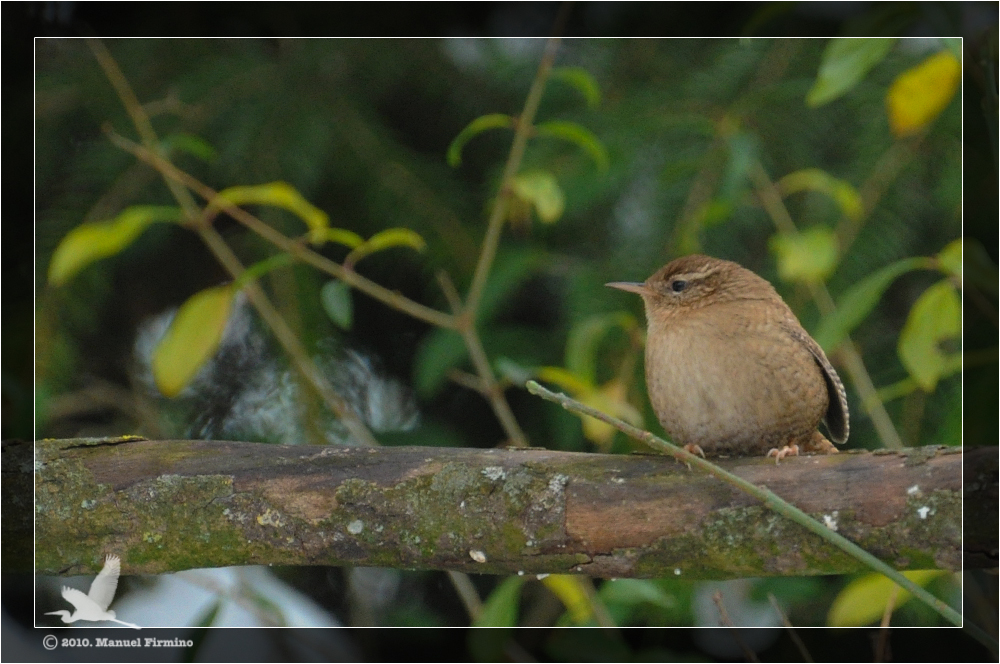 Wallpapers Animals Birds - Misc Troglodyte mignon