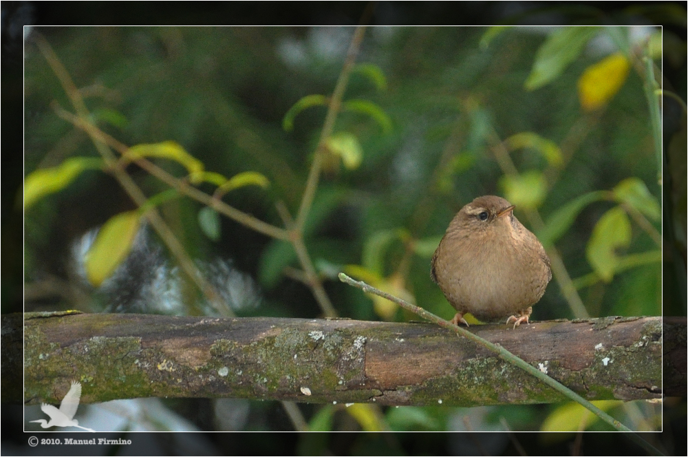 Wallpapers Animals Birds - Misc troglodyte mignon