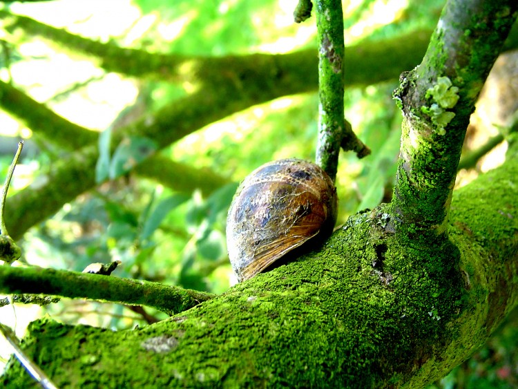 Fonds d'cran Animaux Escargots - Limaces Escargot