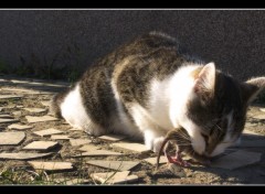 Fonds d'cran Animaux Murko- chasseur 2.