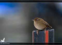 Fonds d'cran Animaux Troglodyte mignon