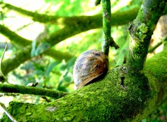 Fonds d'cran Animaux Escargot