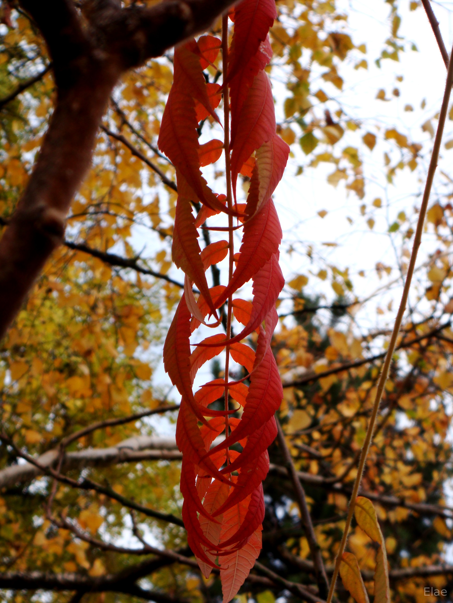 Wallpapers Nature Leaves - Foliage Tunnel de feuilles