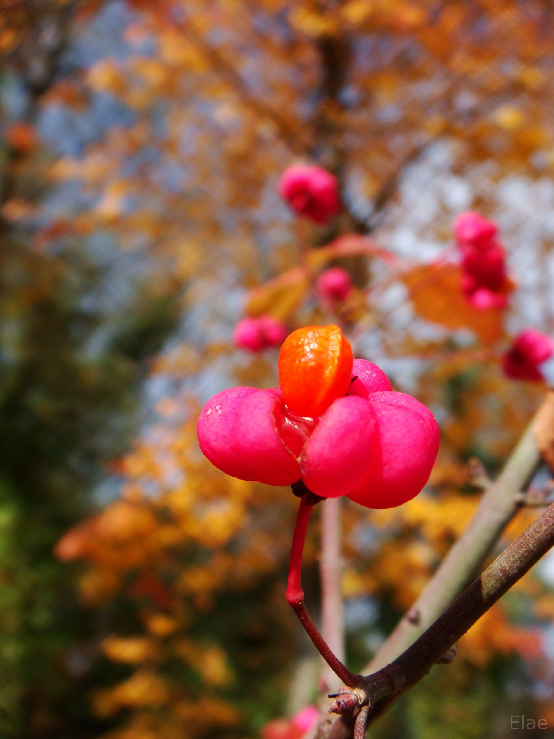 Wallpapers Nature Seasons - Fall Bourgeon d'Automne