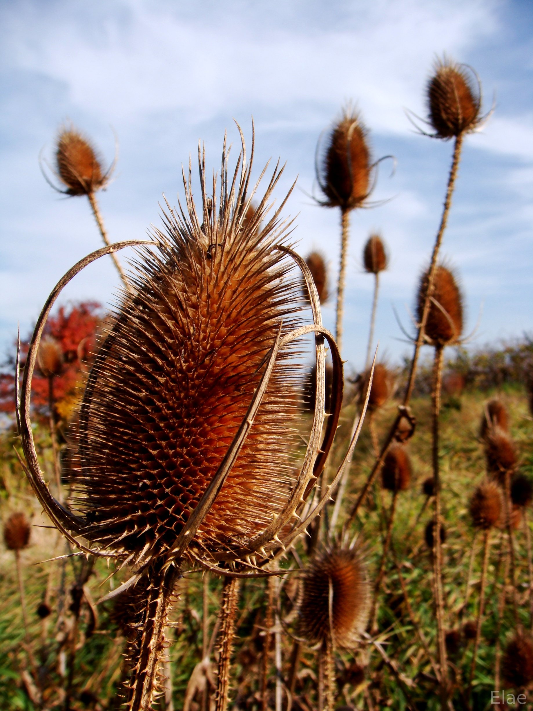 Fonds d'cran Nature Saisons - Automne Chardons