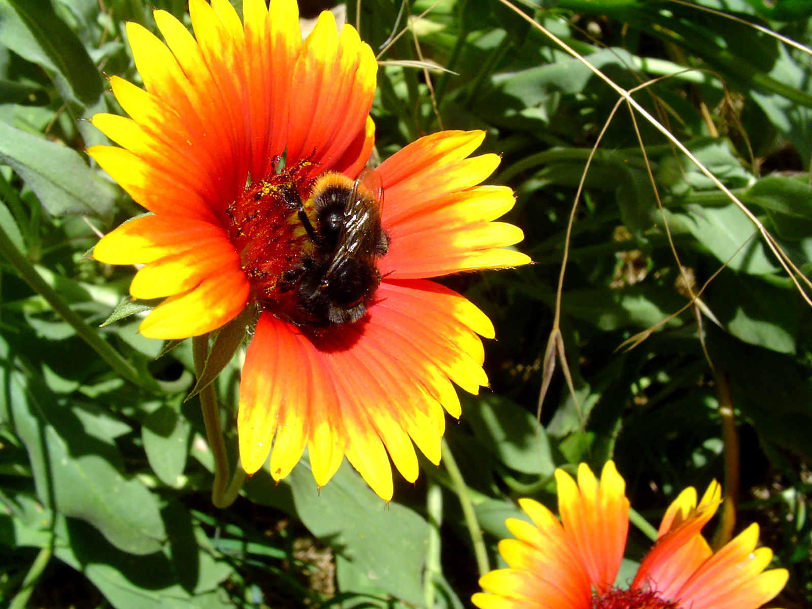 Fonds d'cran Nature Fleurs 