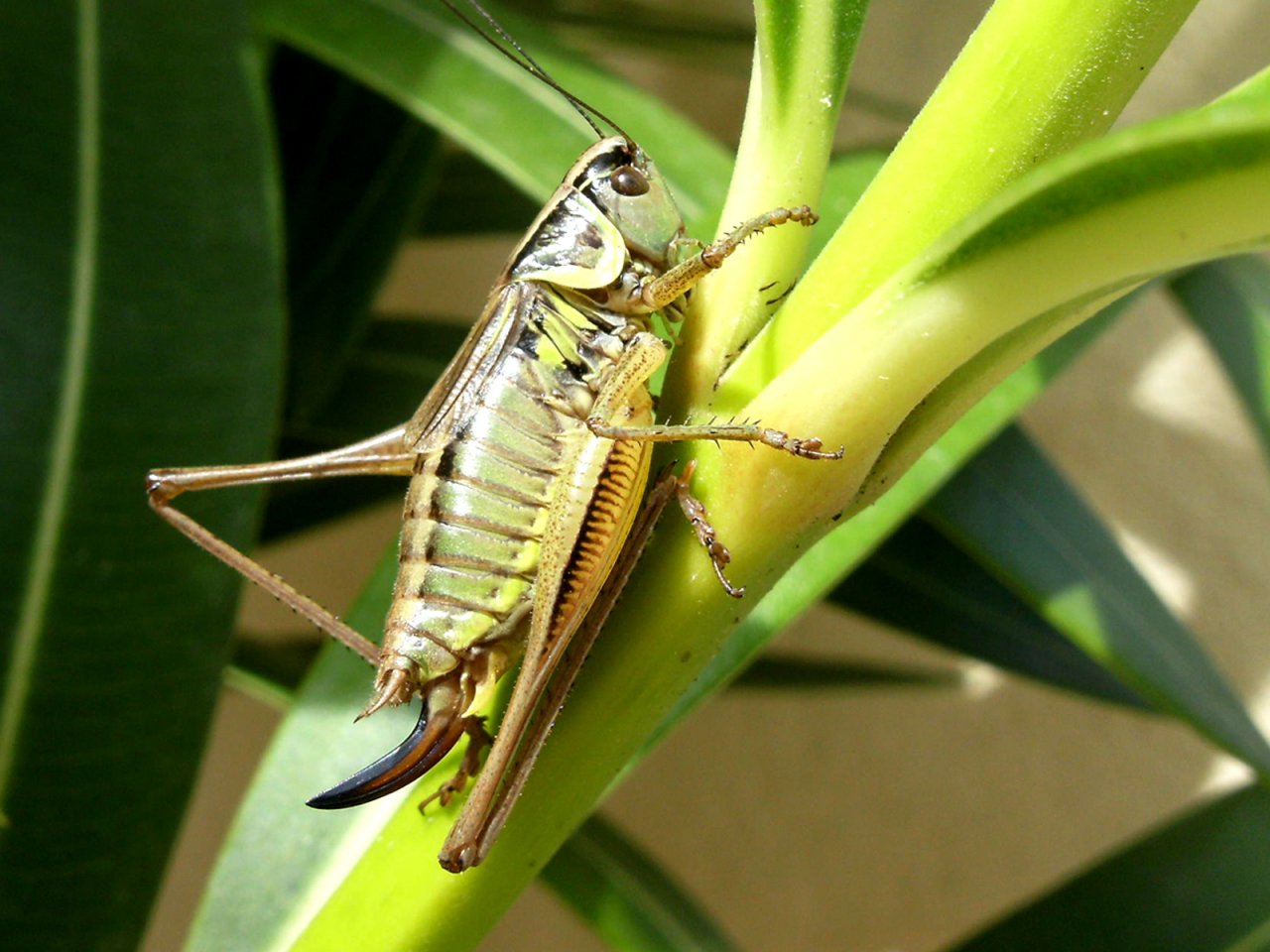 Wallpapers Animals Insects - Grasshoppers and Locusts Criquet