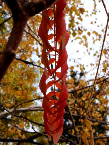 Wallpapers Nature Leaves - Foliage Tunnel de feuilles