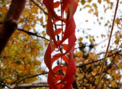 Wallpapers Nature Tunnel de feuilles