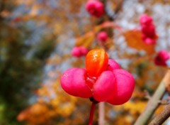 Fonds d'cran Nature Bourgeon d'Automne