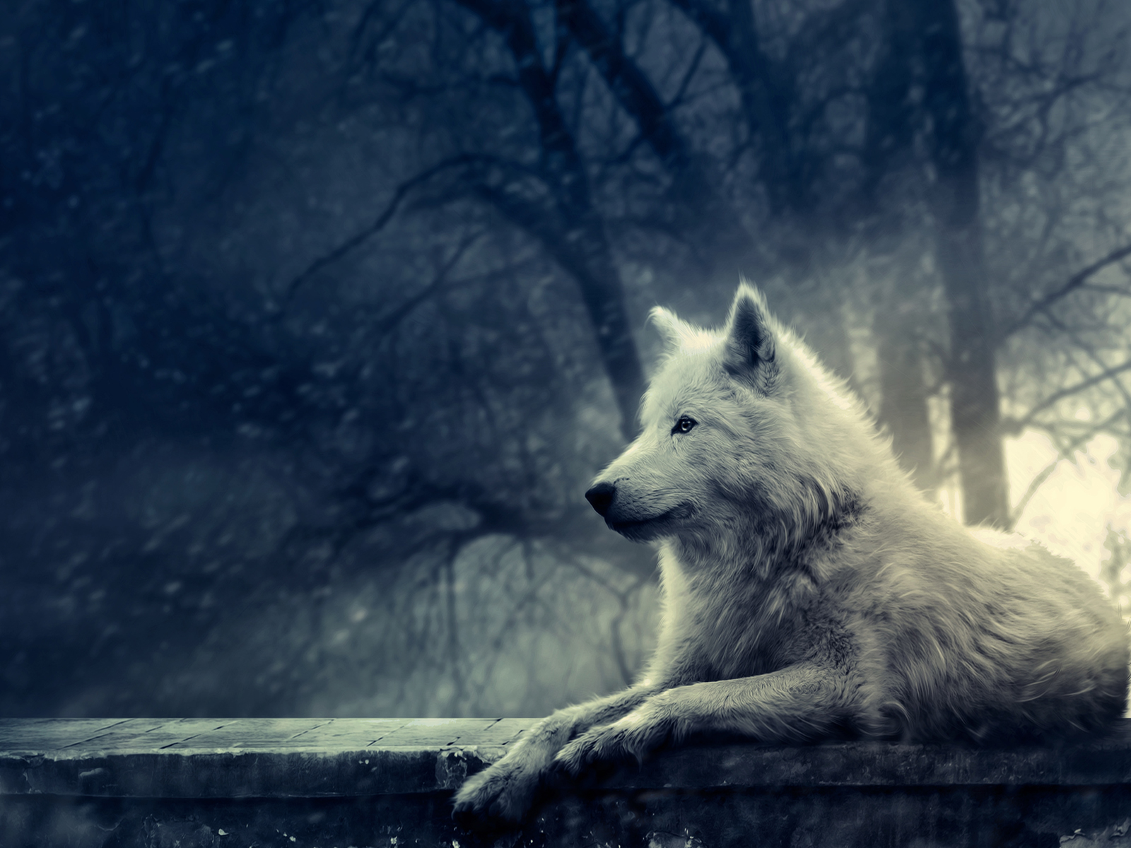 Wallpapers Digital Art Animals Night of the wolf