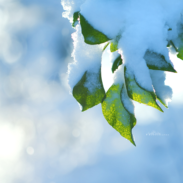 Wallpapers Nature Leaves - Foliage Vert Et Blanc.