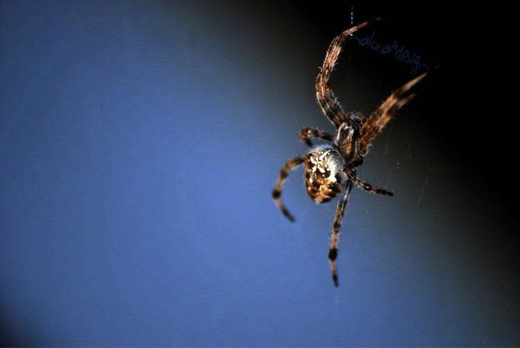 Wallpapers Animals Spiders Spider'Graf           ;-)