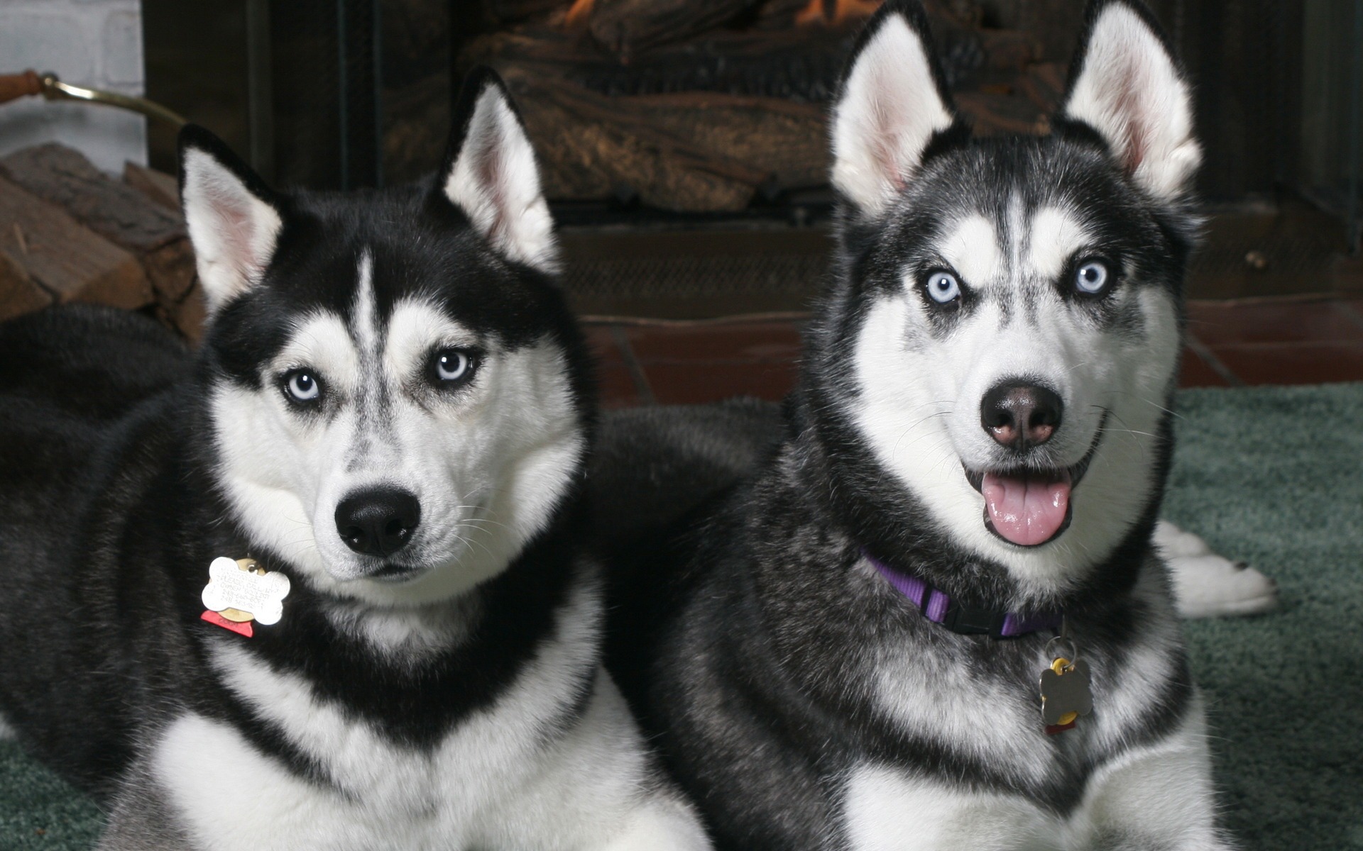 Wallpapers Animals Dogs Husky Brothers