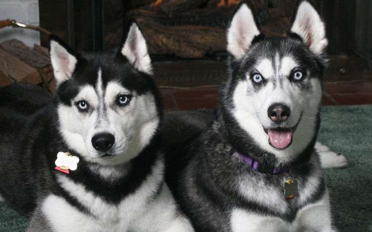 Fonds d'cran Animaux Chiens Husky Brothers