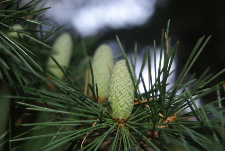 Wallpapers Nature Trees - Forests Pommes de Pins