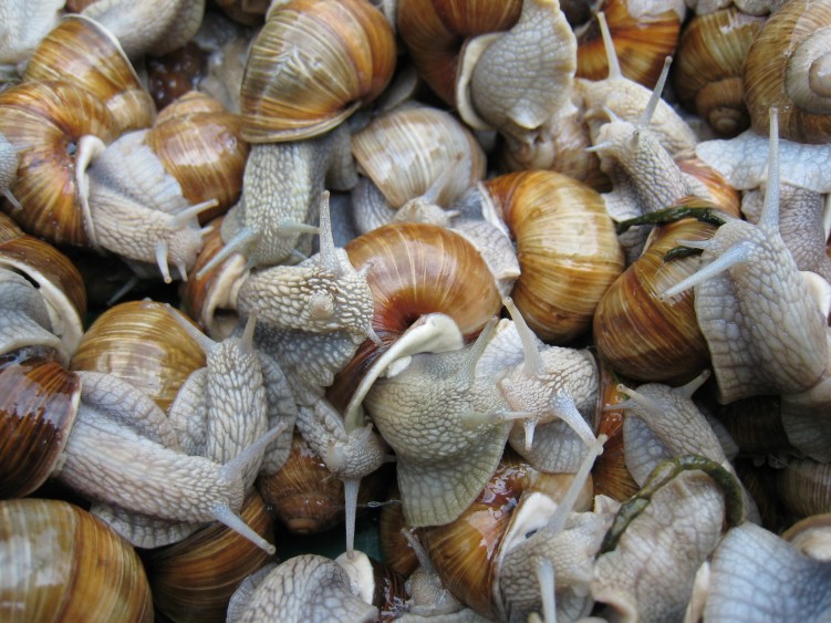 Fonds d'cran Animaux Escargots - Limaces Wallpaper N272663