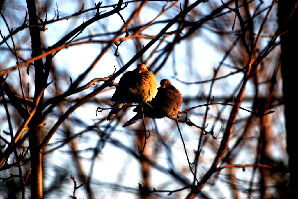 Wallpapers Animals Birds - Pigeons and Doves les deux tourteraux