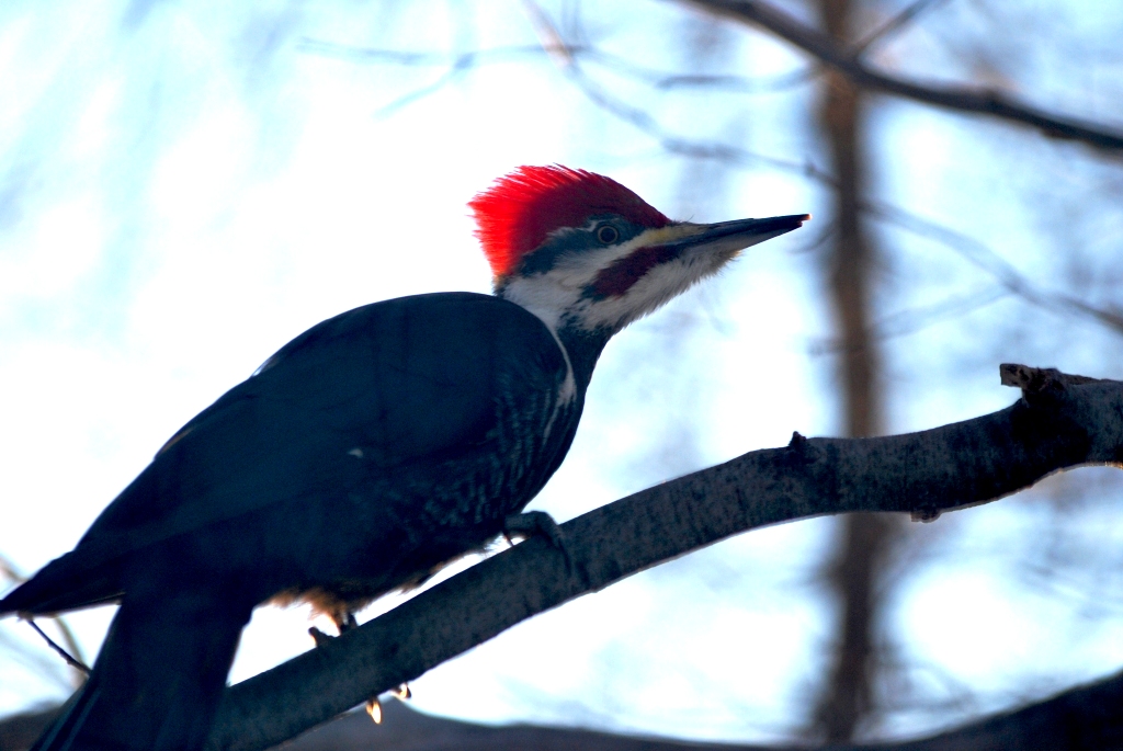 Fonds d'cran Animaux Oiseaux - Pics Le GRAND pic