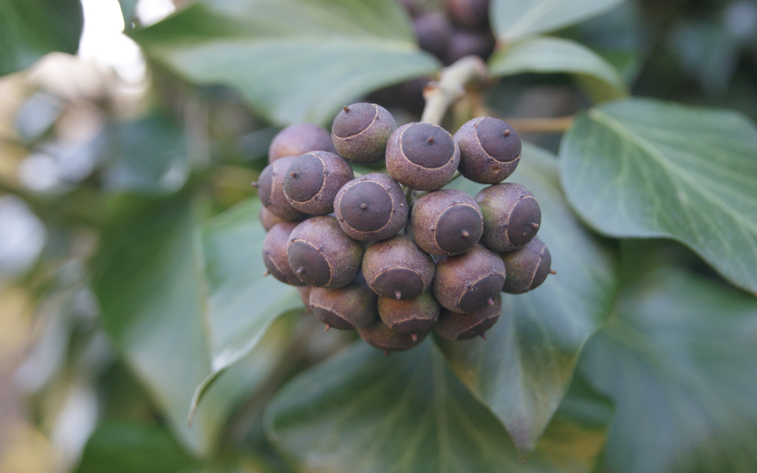 Wallpapers Nature Fruits 