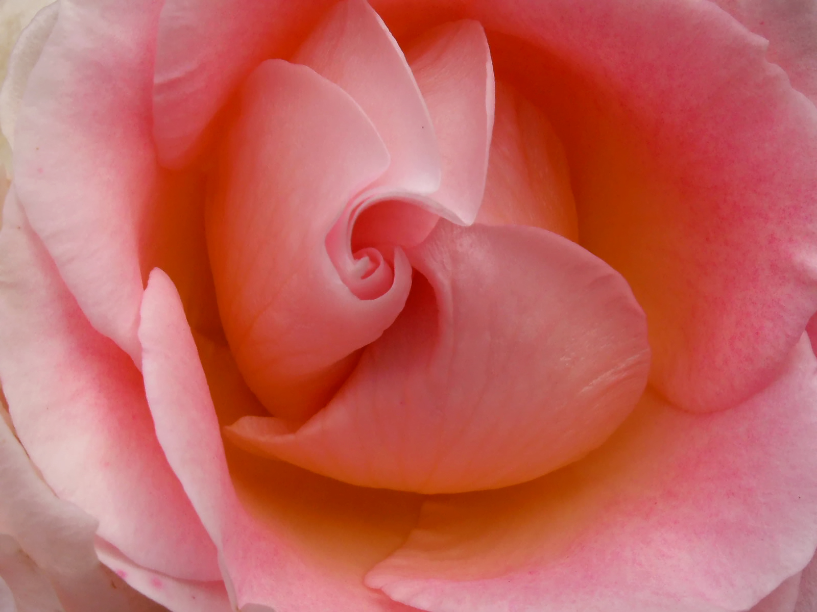 Wallpapers Nature Flowers rose close up