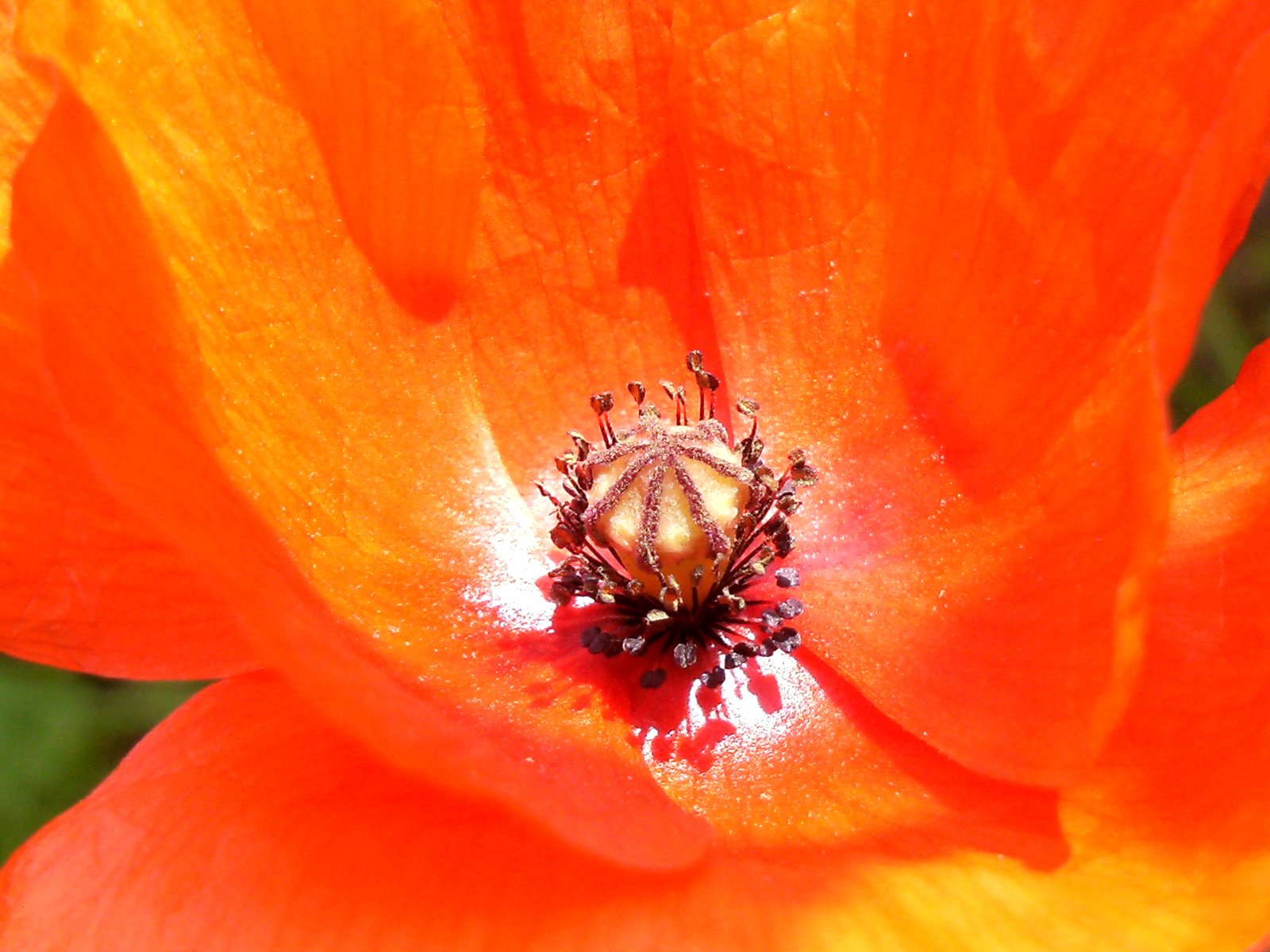 Wallpapers Nature Flowers fleurs close up rouge coquelicots