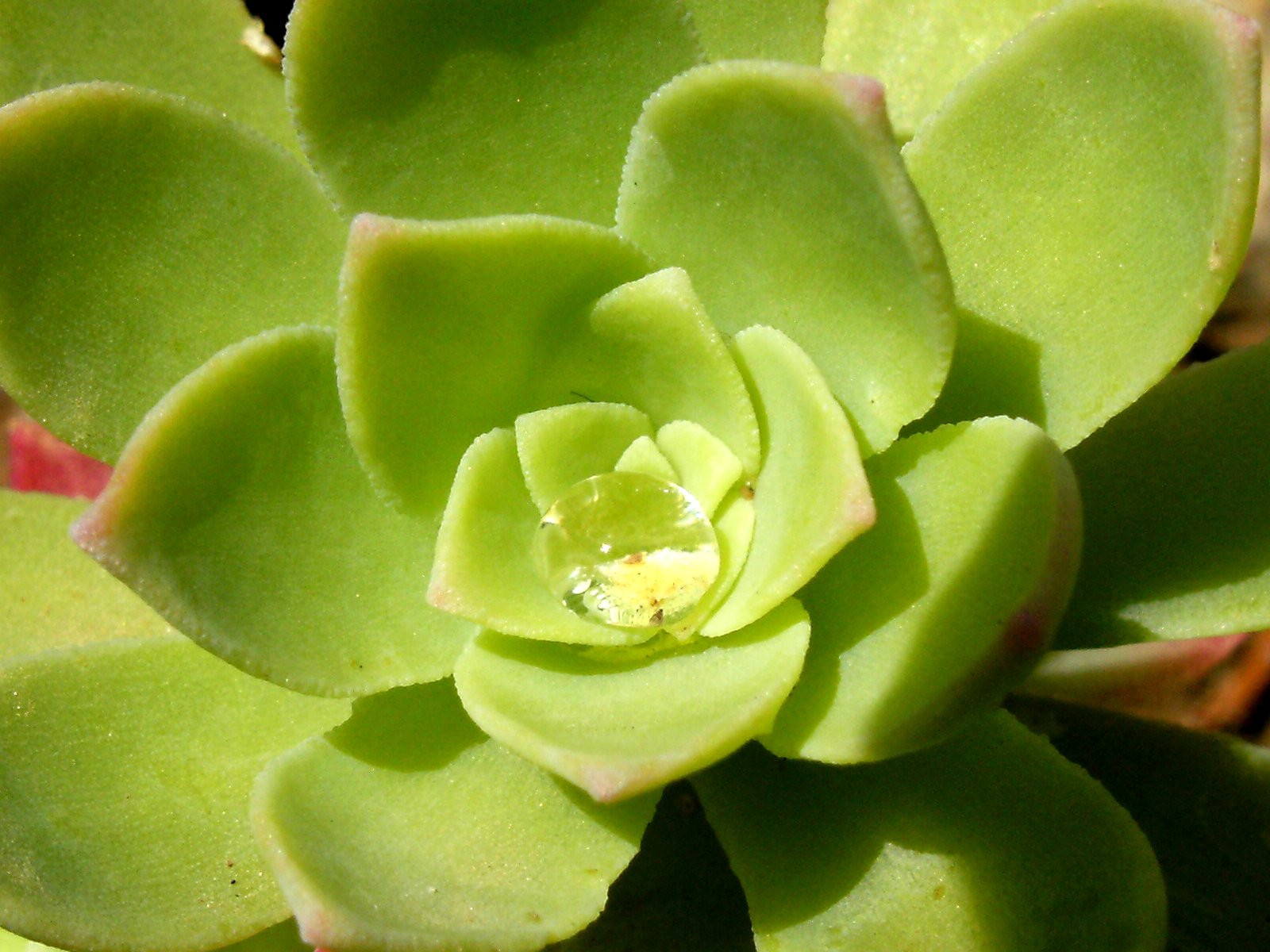 Wallpapers Nature Plants - Shrubs close up fleurs plante grasse