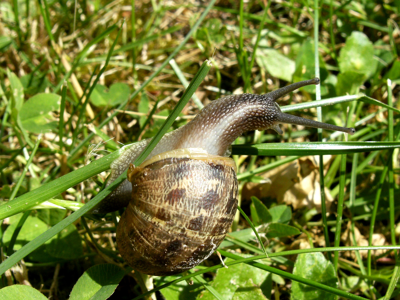 Wallpapers Animals Snails - Slugs escargot close up nature