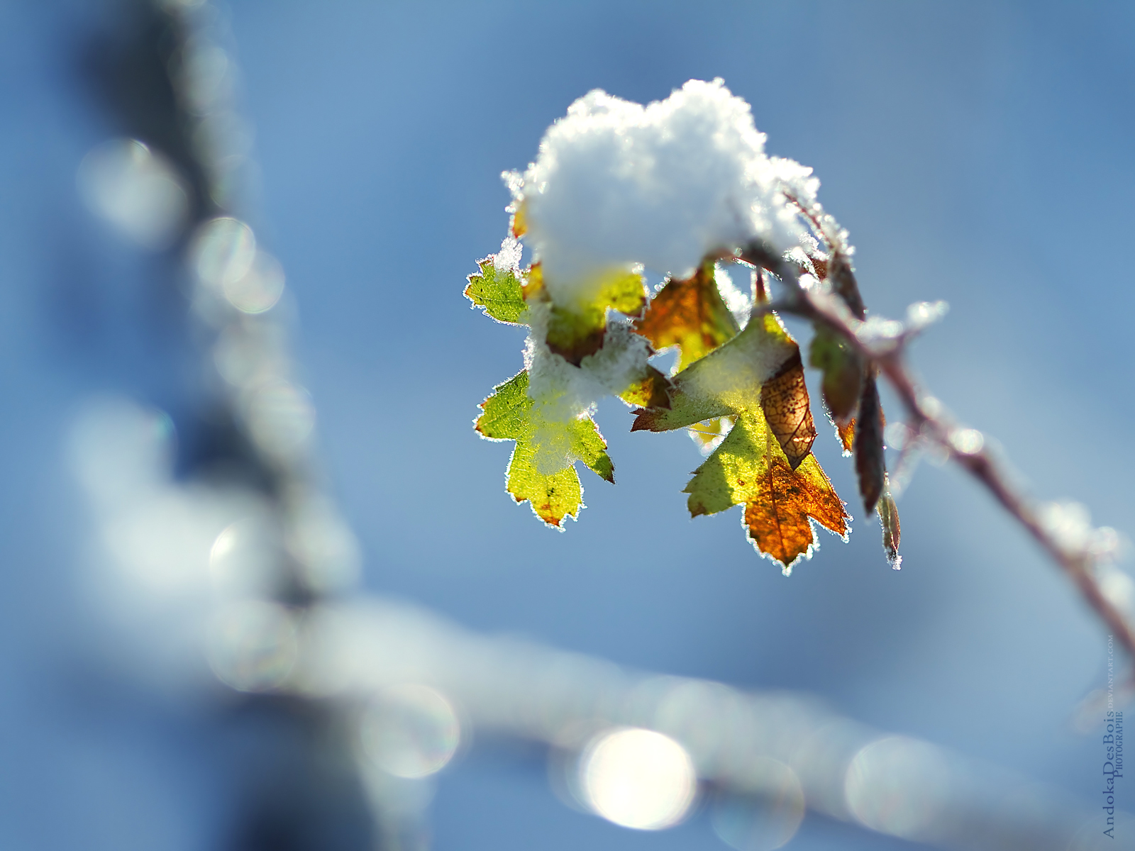 Fonds d'cran Nature Feuilles - Feuillages Fragilit En Hiver.