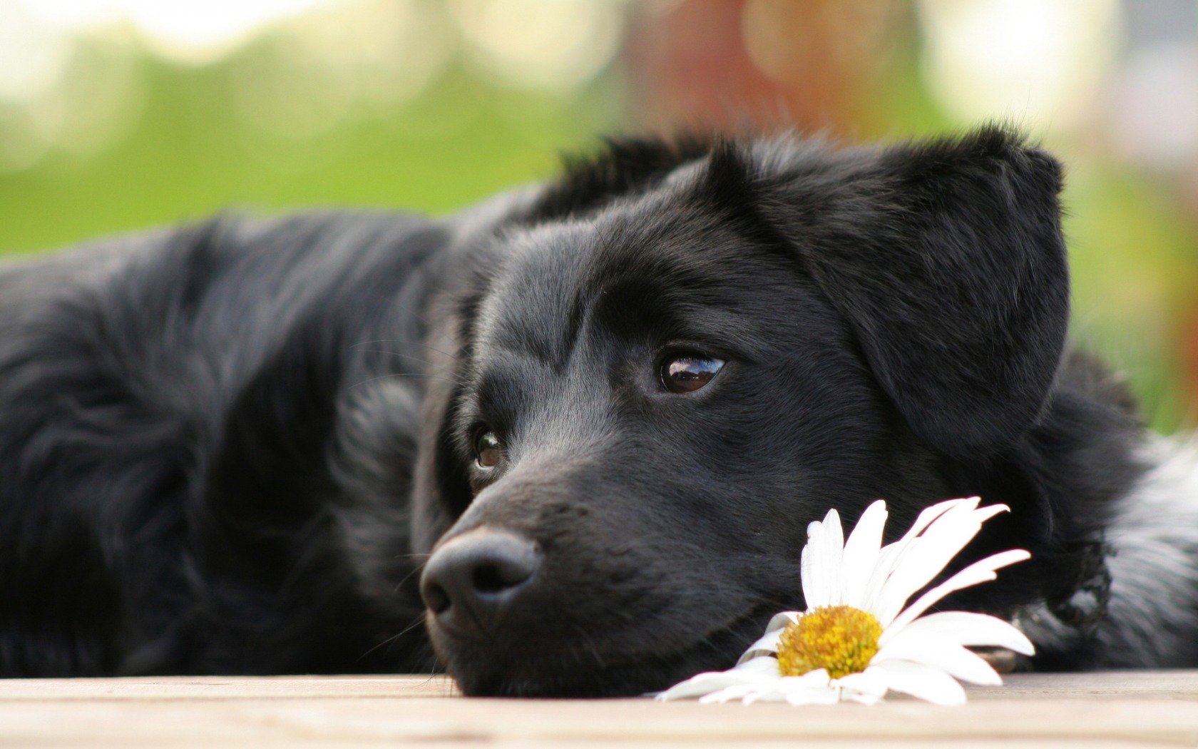 Fonds d'cran Animaux Chiens Le romantique