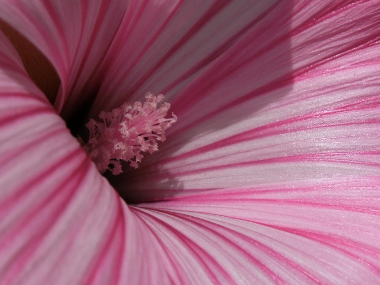 Wallpapers Nature Flowers Fleurs rose close up