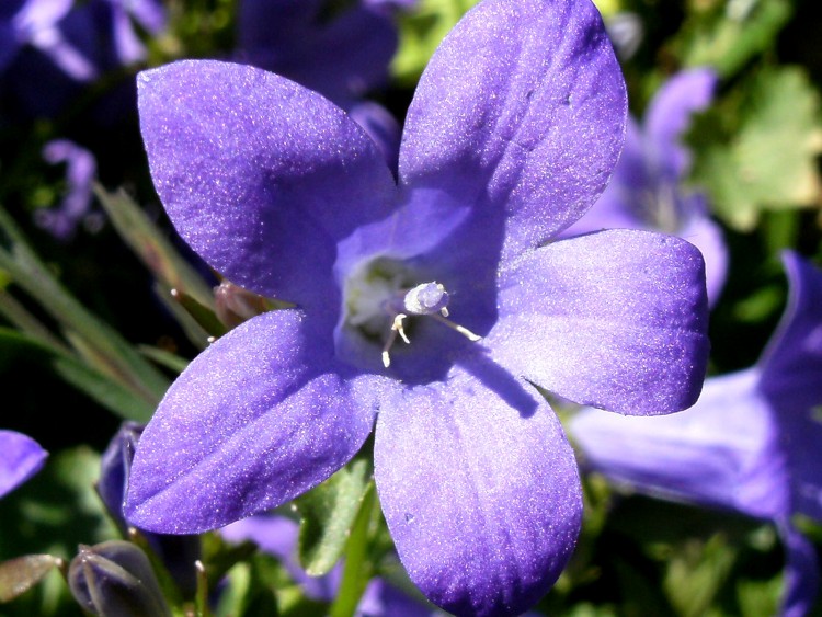 Wallpapers Nature Flowers fleurs violet close up campagnule