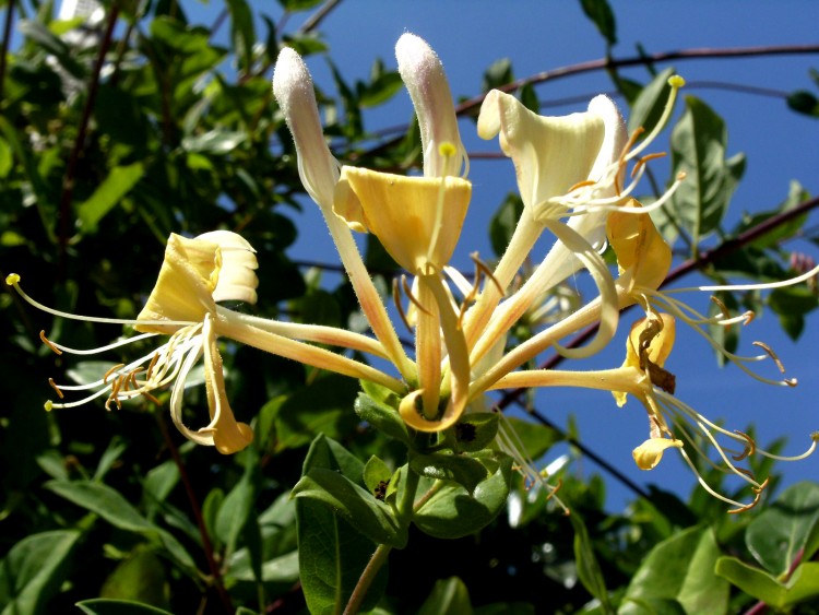 Fonds d'cran Nature Fleurs fleurs close up chevrefeuille