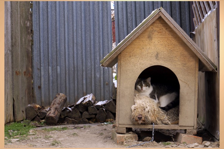 Fonds d'cran Animaux Chiens et chats symbiose 