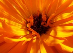 Wallpapers Nature fleurs souci orange jaune