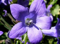 Wallpapers Nature fleurs violet close up campagnule