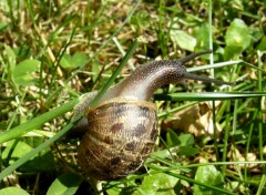 Wallpapers Animals escargot close up nature