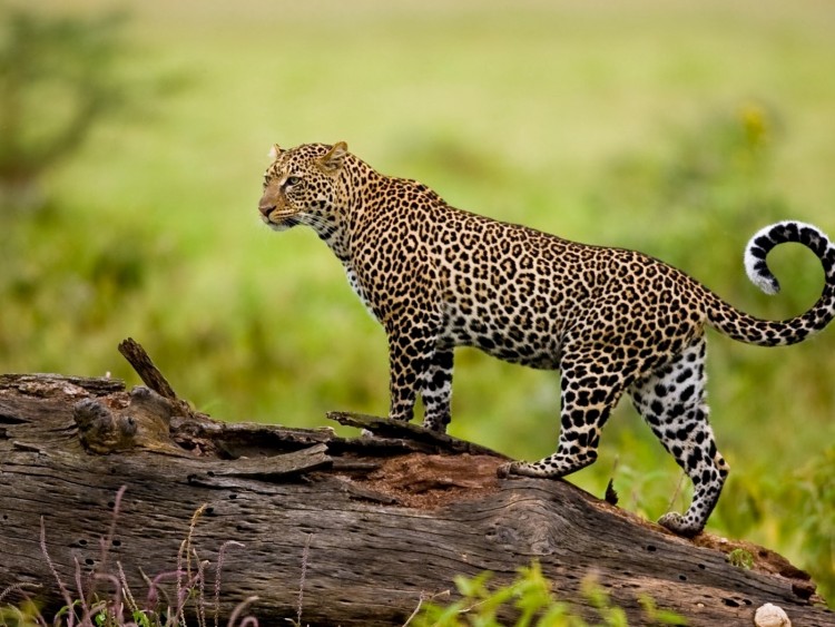 Fonds d'cran Animaux Flins - Lopards La force par nature