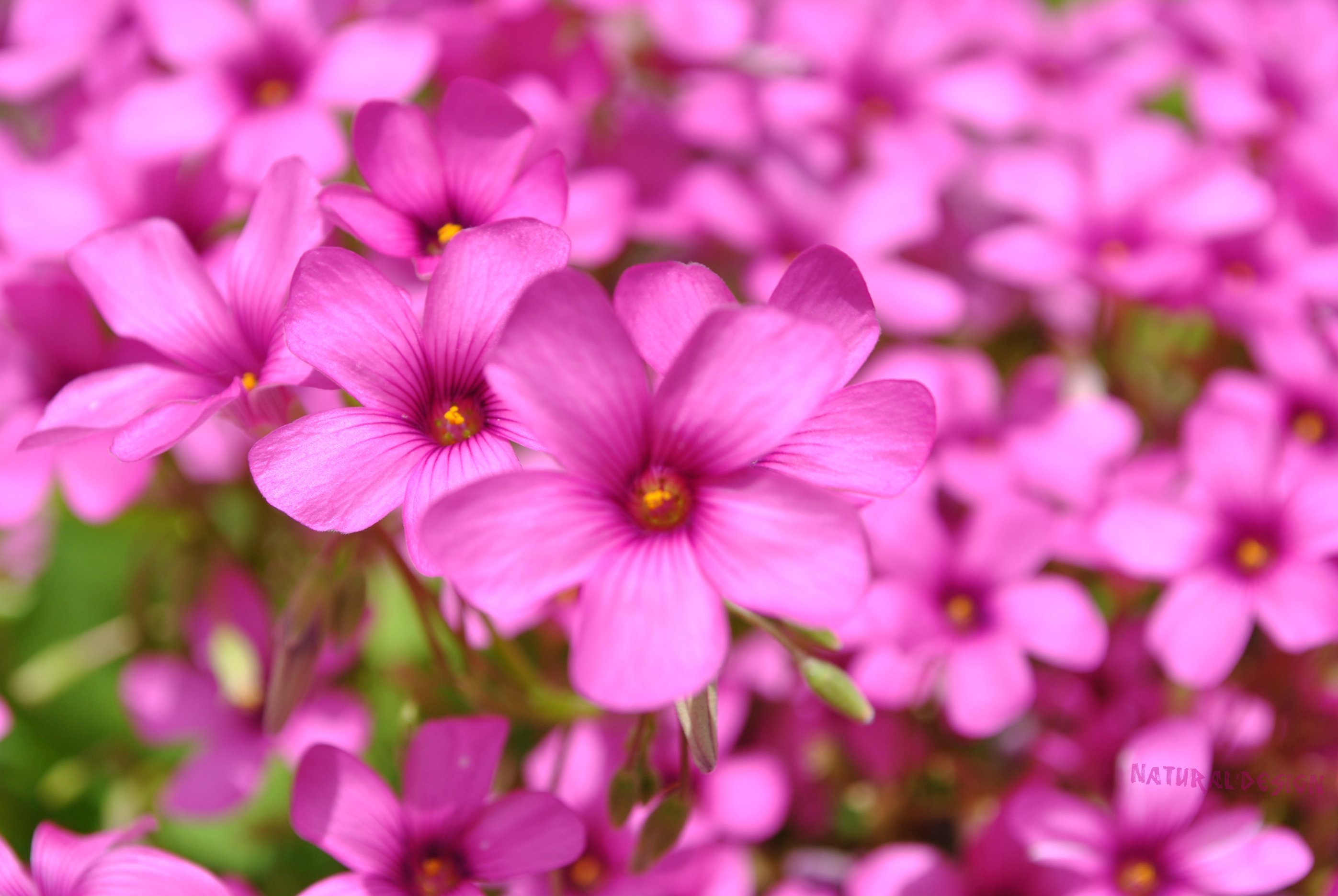 Wallpapers Nature Flowers just  pink