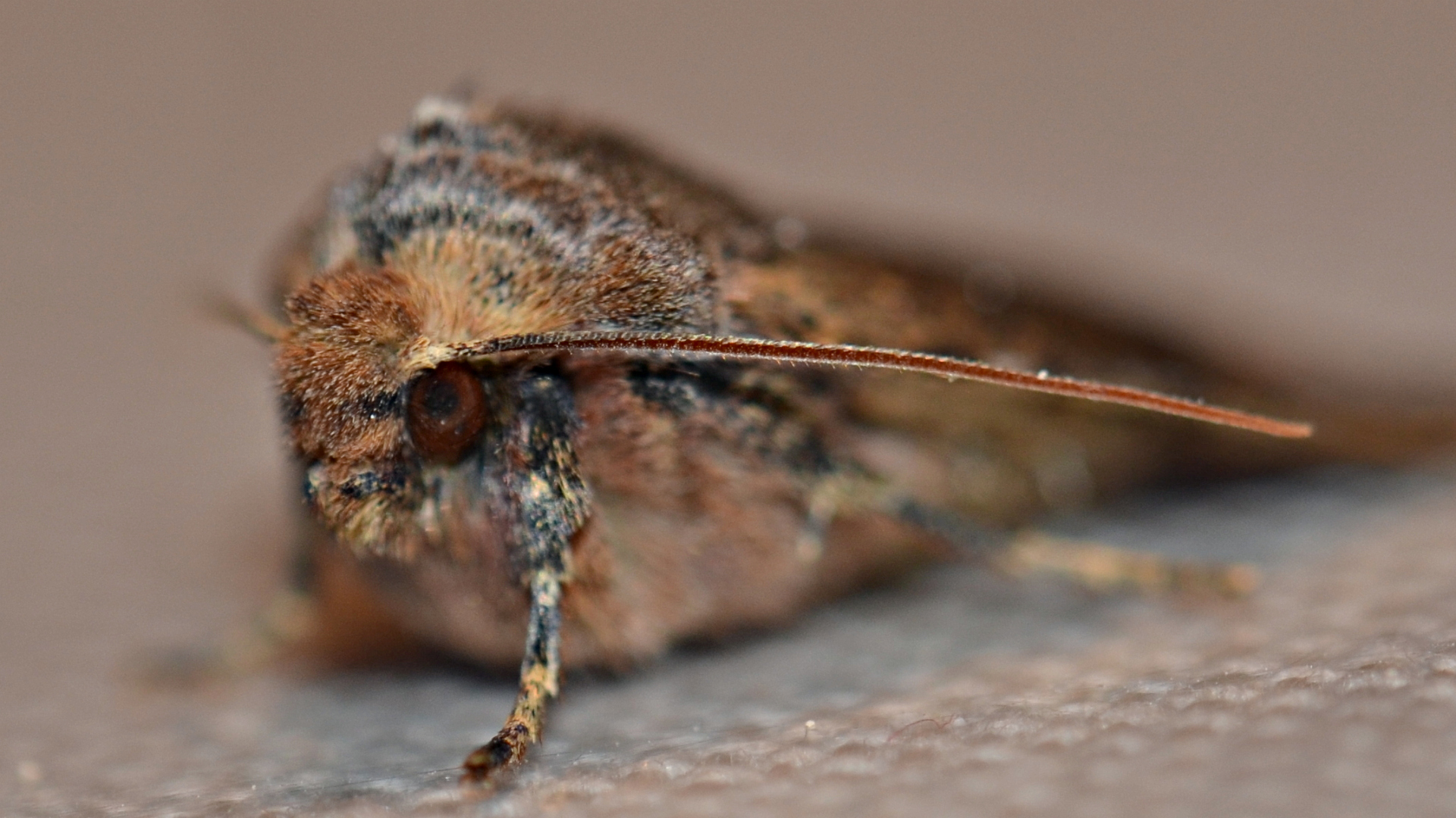 Fonds d'cran Animaux Insectes - Papillons regard de sphinx papillon