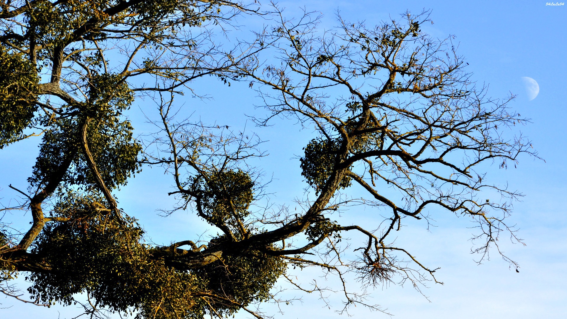 Fonds d'cran Nature Arbres - Forts MAIS QUE FAIT ELLE LA ! LUNE...