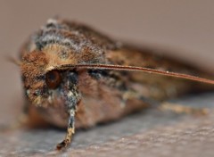 Fonds d'cran Animaux regard de sphinx papillon