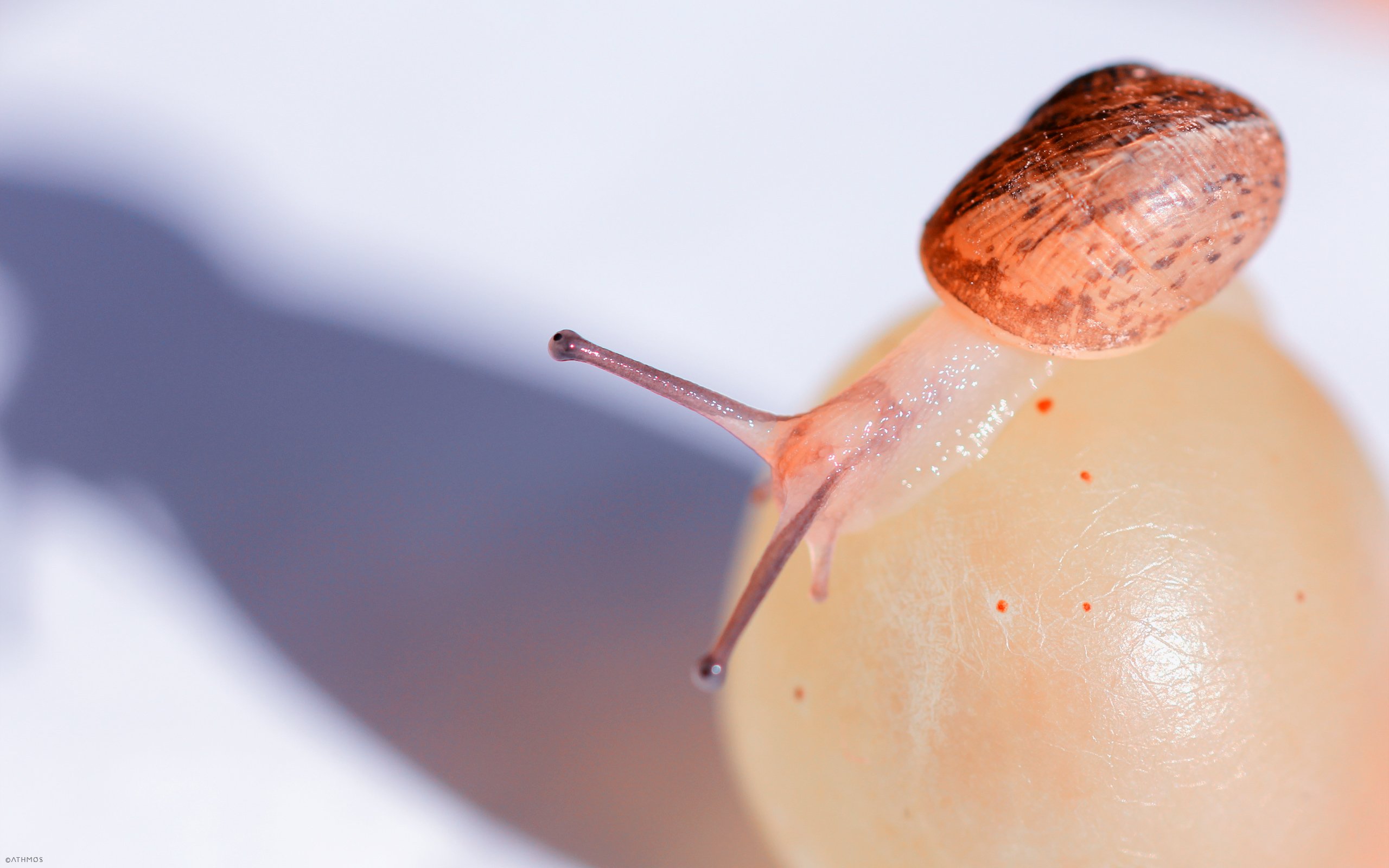 Fonds d'cran Animaux Escargots - Limaces A la dcouverte du monde !