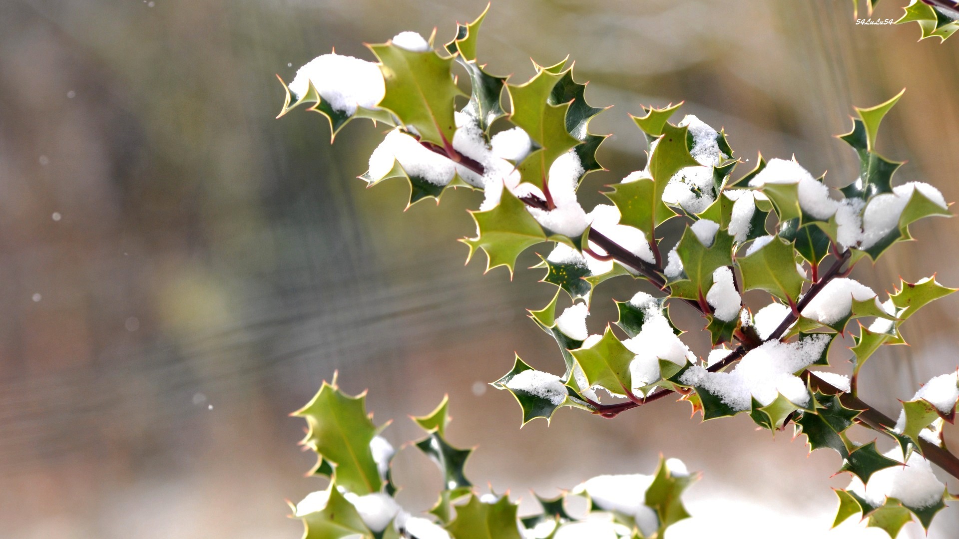 Fonds d'cran Nature Saisons - Hiver un petit pas vers noel