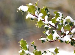 Fonds d'cran Nature un petit pas vers noel