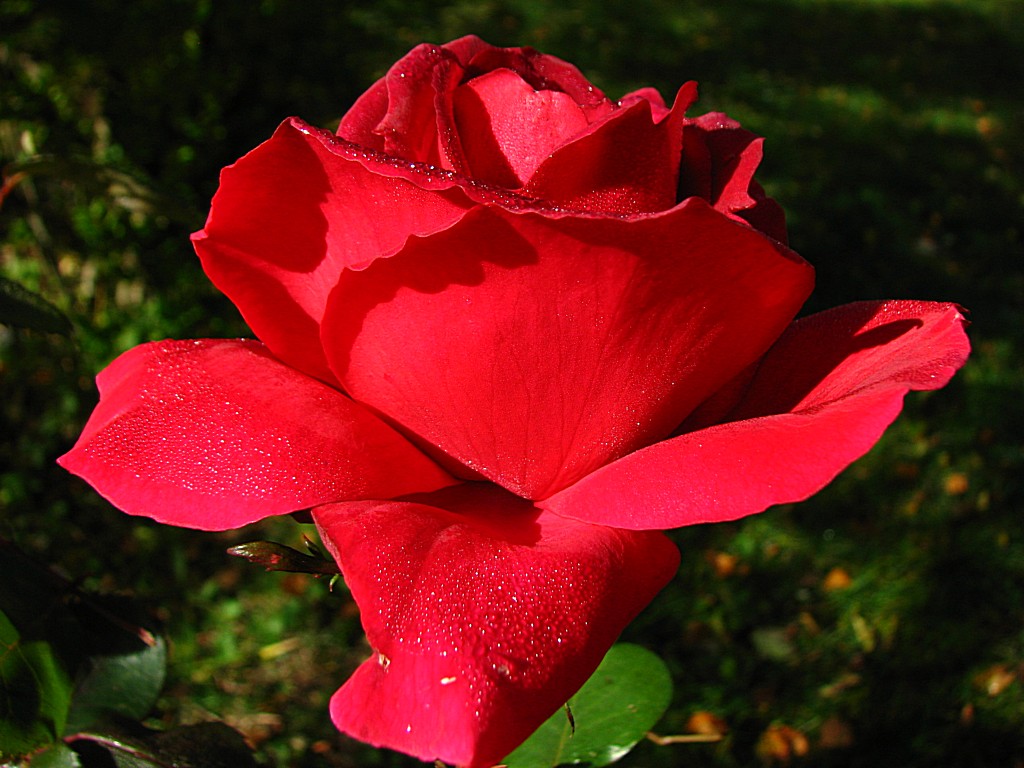 Fonds d'cran Nature Fleurs Avec des perles de rose 