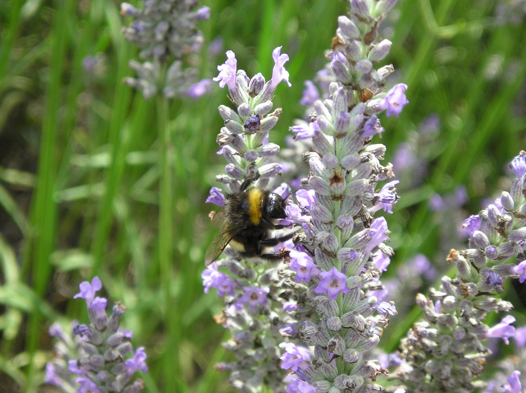 Fonds d'cran Animaux Insectes - Abeilles Gupes ... Bourdon