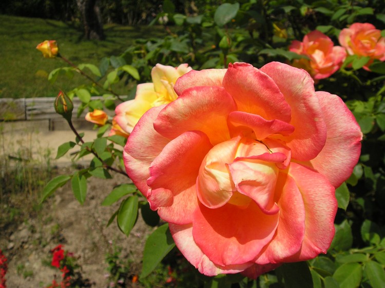 Fonds d'cran Nature Fleurs Rose