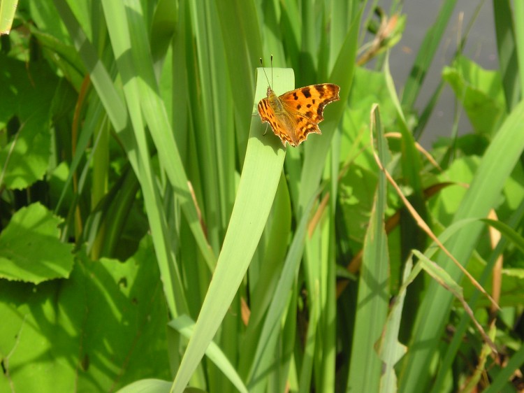 Fonds d'cran Animaux Insectes - Papillons papillon